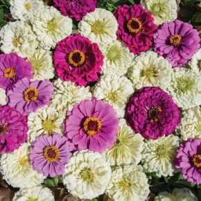 Dessert Blueberry Cheesecake Mix Zinnia